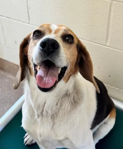 A senior medium-sized male Beagle dog named Jake for adoption in Kalispell, MT