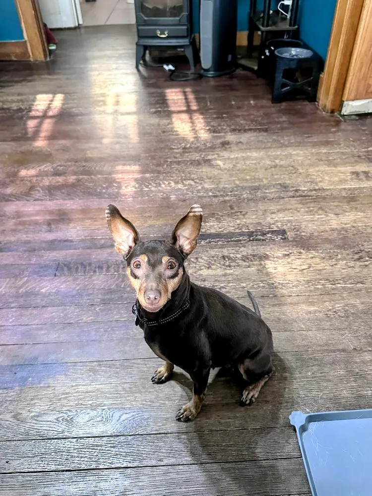 An adult small-sized female Miniature Pinscher dog named Mj for adoption in Grand Rapids, MI