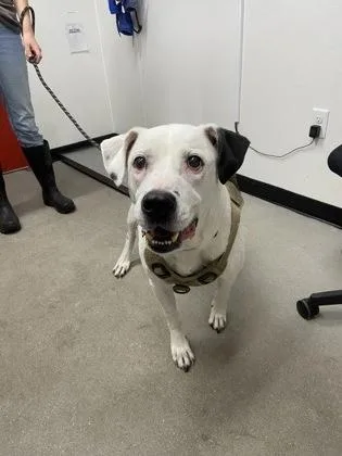 A senior large-sized male Mixed Breed dog named Tobie for adoption in West Chester, PA