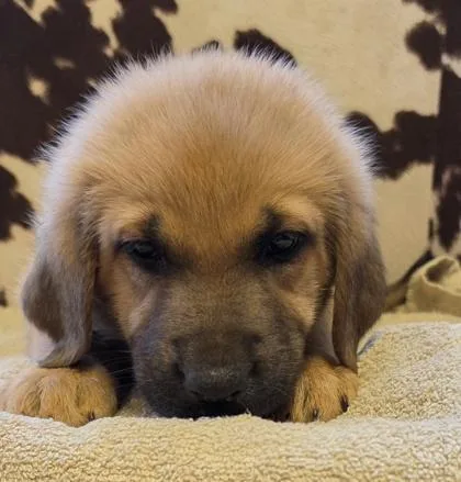 Nala thumbnail 3