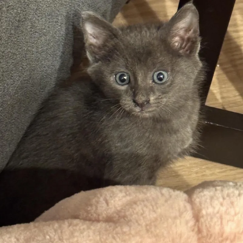 A baby small-sized male Gray / Blue / Silver Domestic Short Hair cat named Greyson for adoption in Long Beach, CA