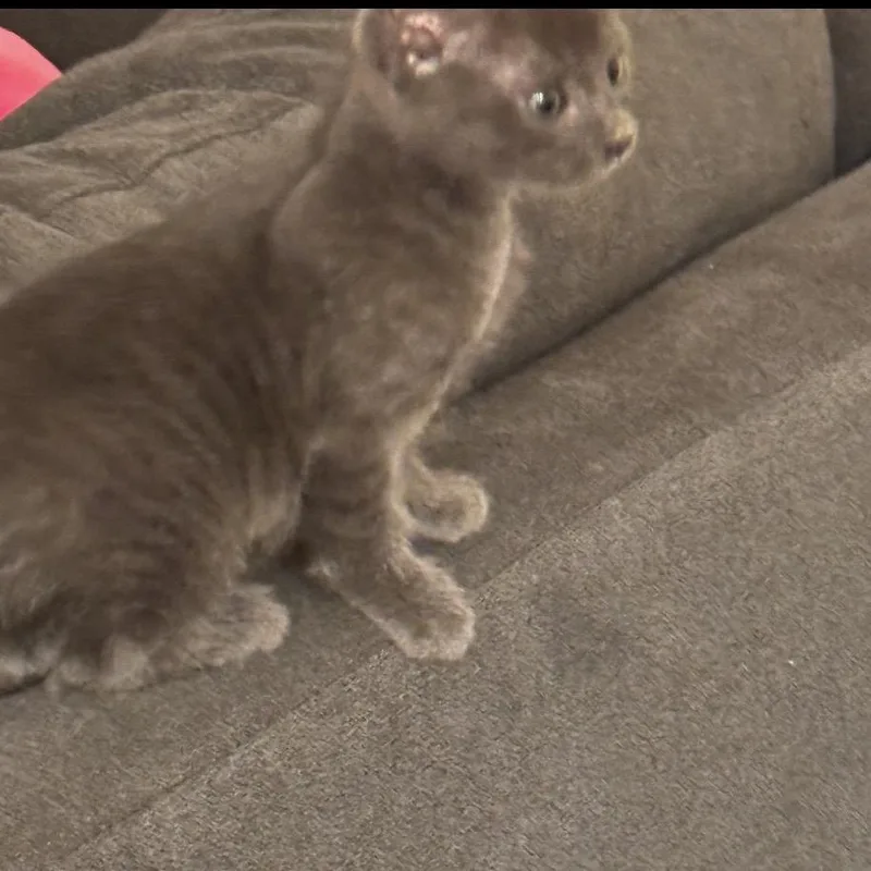 Greyson thumbnail 2