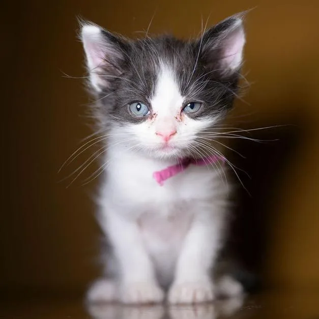 A baby small-sized male White Domestic Short Hair cat named Zion for adoption in Point Richmond, CA