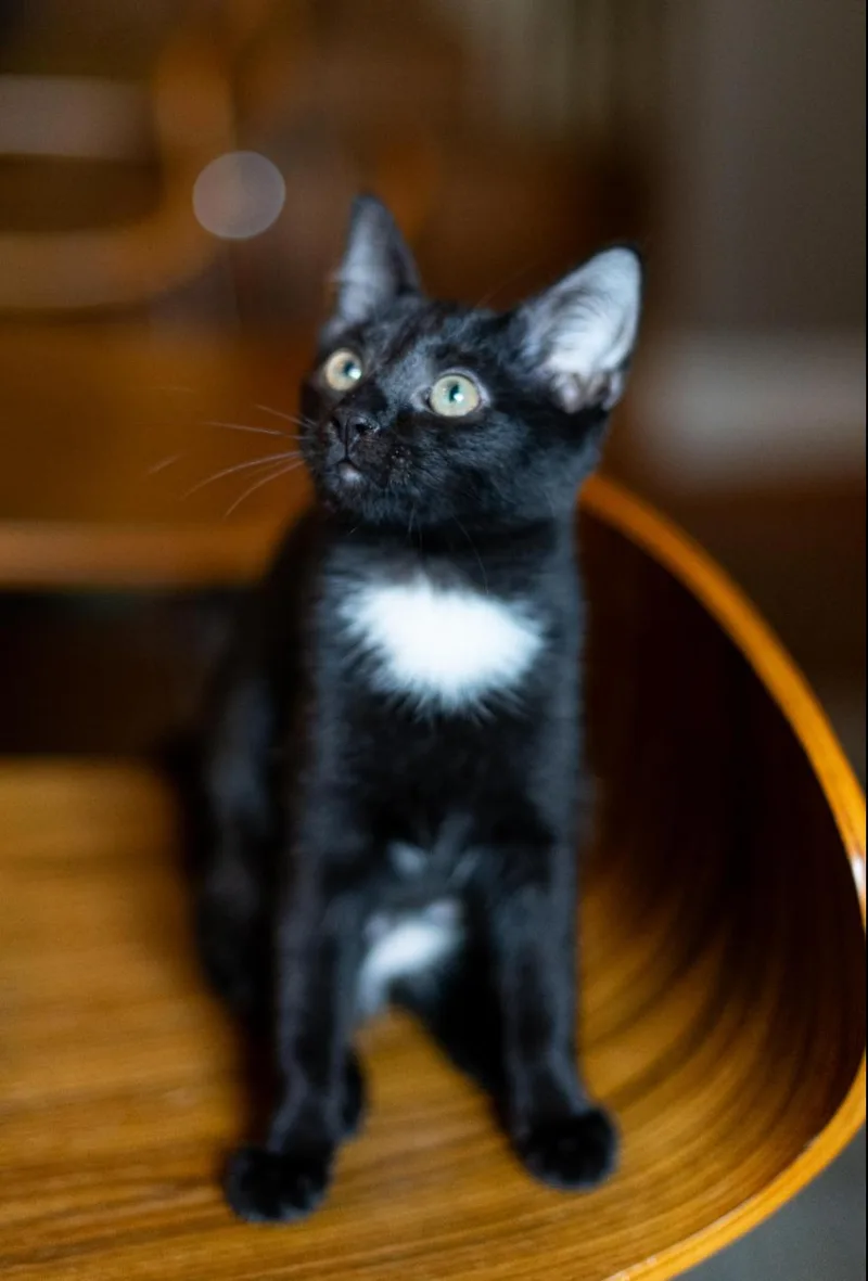 A baby medium-sized female Black & White / Tuxedo Domestic Short Hair cat named Bonnie for adoption in Richmond, VA