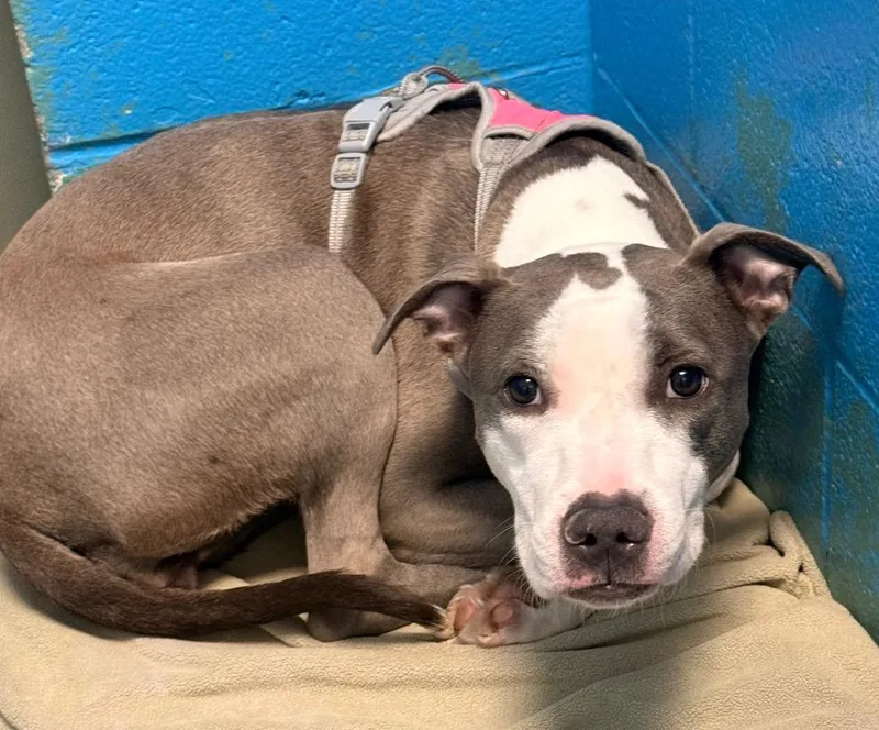 A young medium-sized female Terrier dog named Lauren for adoption in Defiance, OH