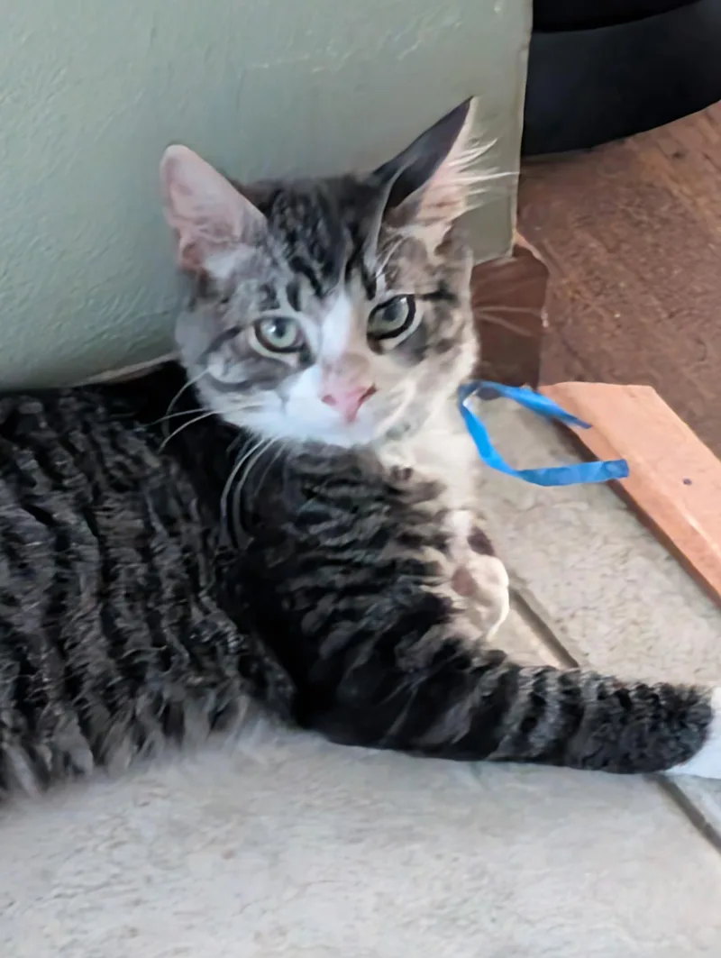 A young medium-sized male Tabby (Gray / Blue / Silver) Tabby cat named Jake Love treats for adoption in Fountain Valley, CA