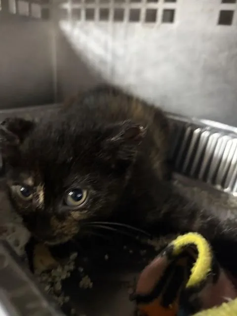 A baby medium-sized female Domestic Short Hair cat named Dodger for adoption in Chester, SC