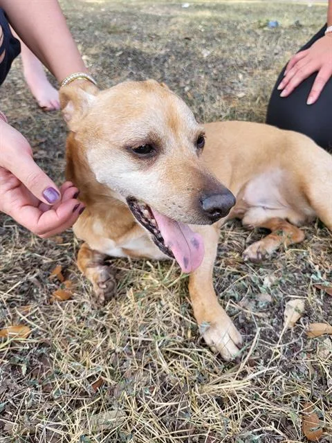 An adult small-sized male Chihuahua dog named Boy for adoption in San Antonio, TX