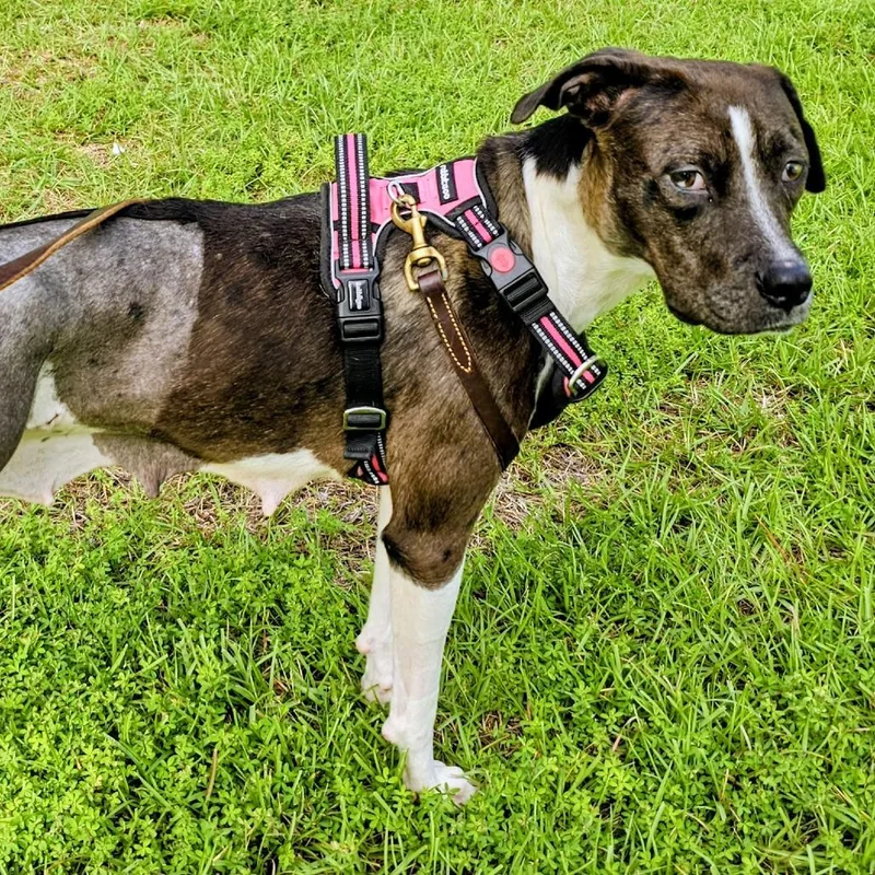 An adult medium-sized female Black Retriever dog named Peggy for adoption in Wake Forest, NC