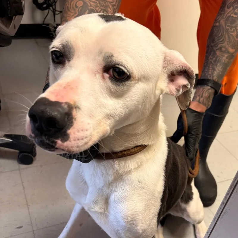 A young small-sized male White / Cream Pit Bull Terrier dog named Blitz for adoption in Douglas, AZ