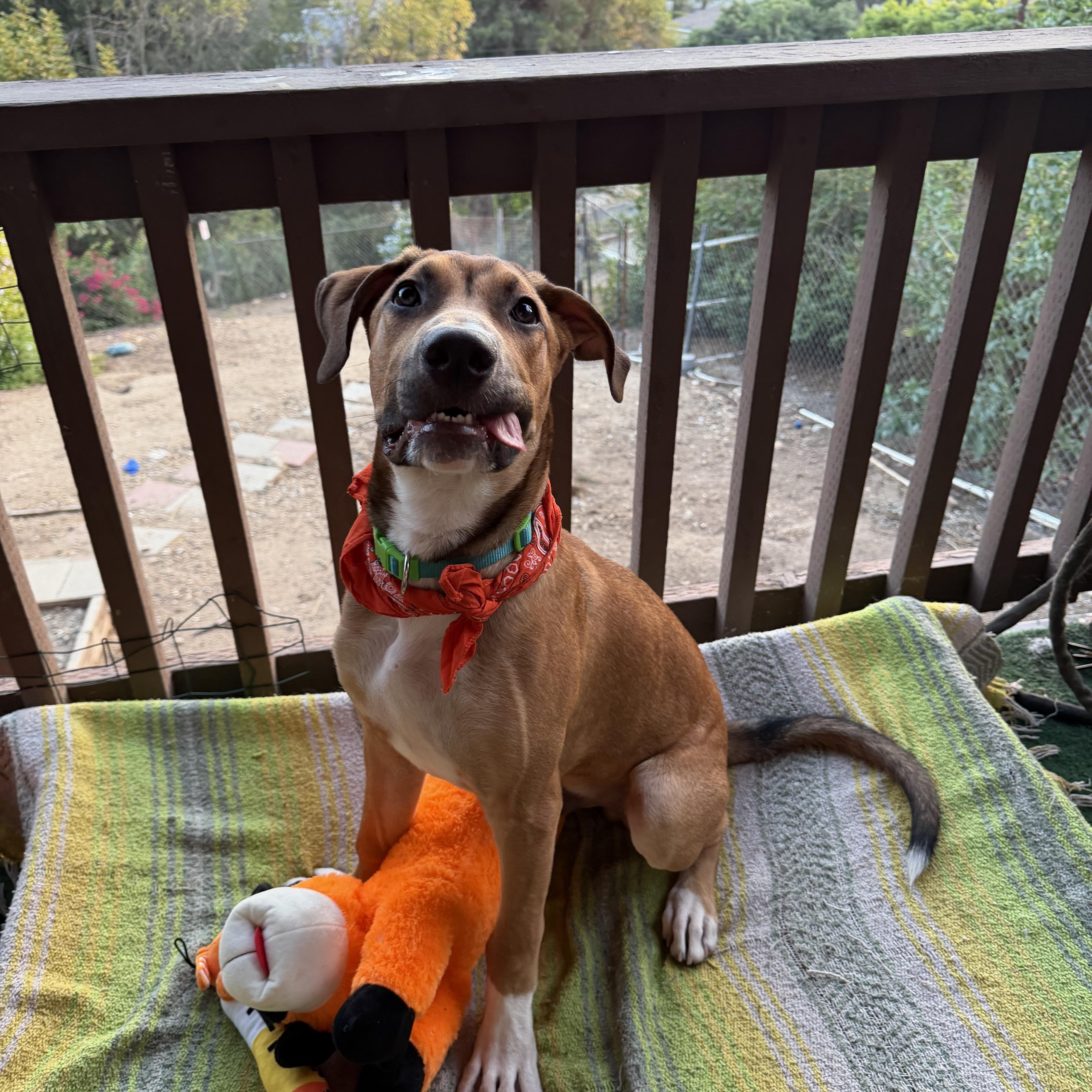 A baby large-sized male Hound dog named Curry for adoption in Whittier, CA