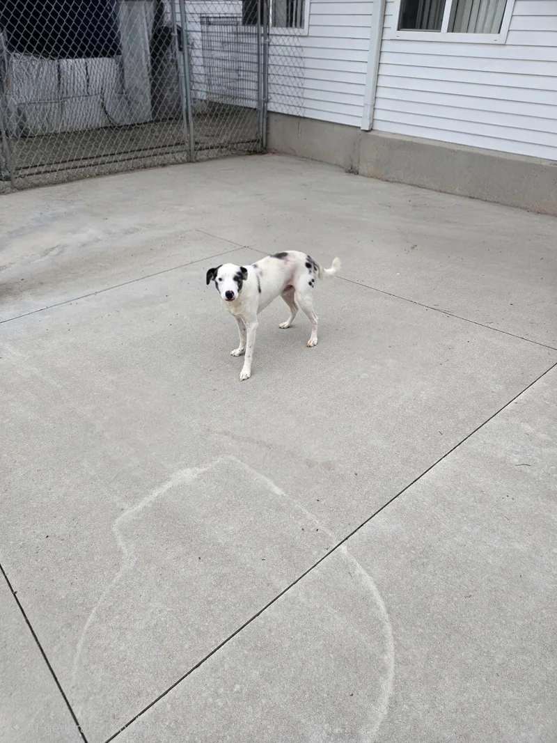 An adult medium-sized male Mixed Breed dog named McGraw for adoption in Maquoketa, IA