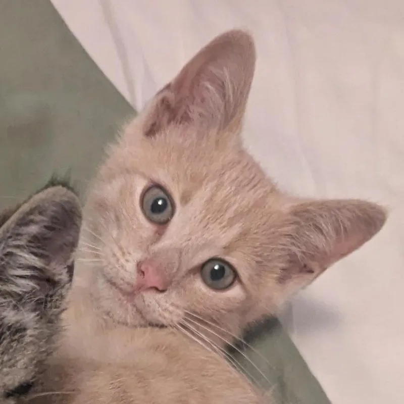 A baby small-sized male Orange / Red Domestic Short Hair cat named Ron W for adoption in Huntsville, AL