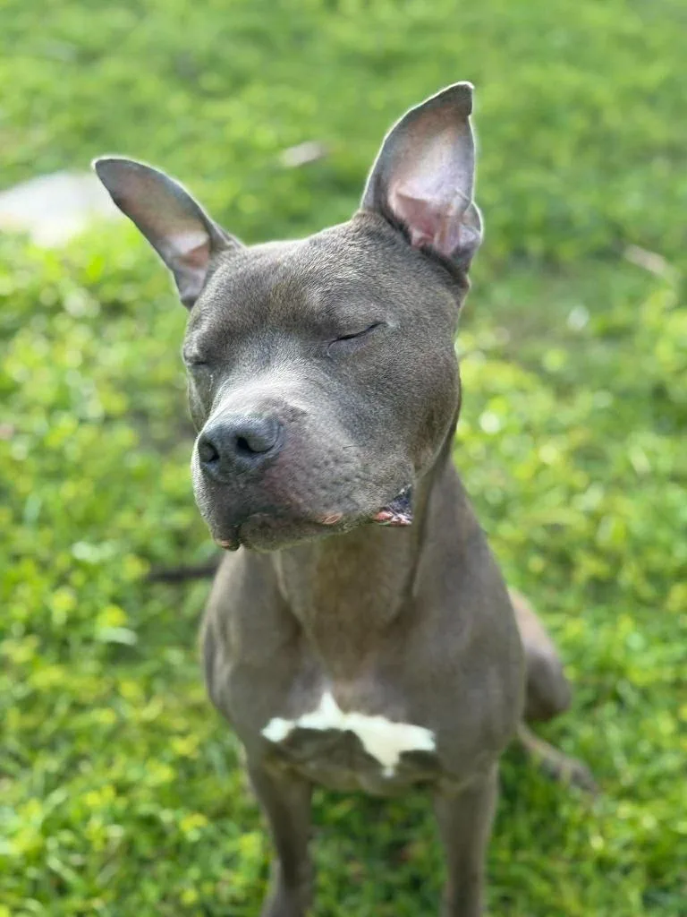 An adult large-sized male Pit Bull Terrier dog named Diezel for adoption in Sebastian, FL