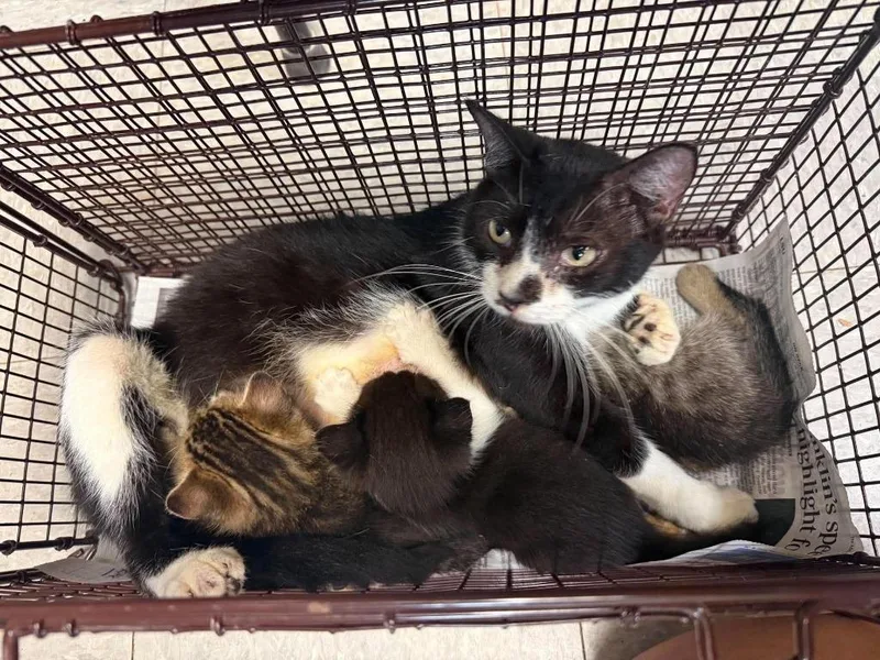 A baby medium-sized male Domestic Short Hair cat named Saruman for adoption in Sorrento, LA