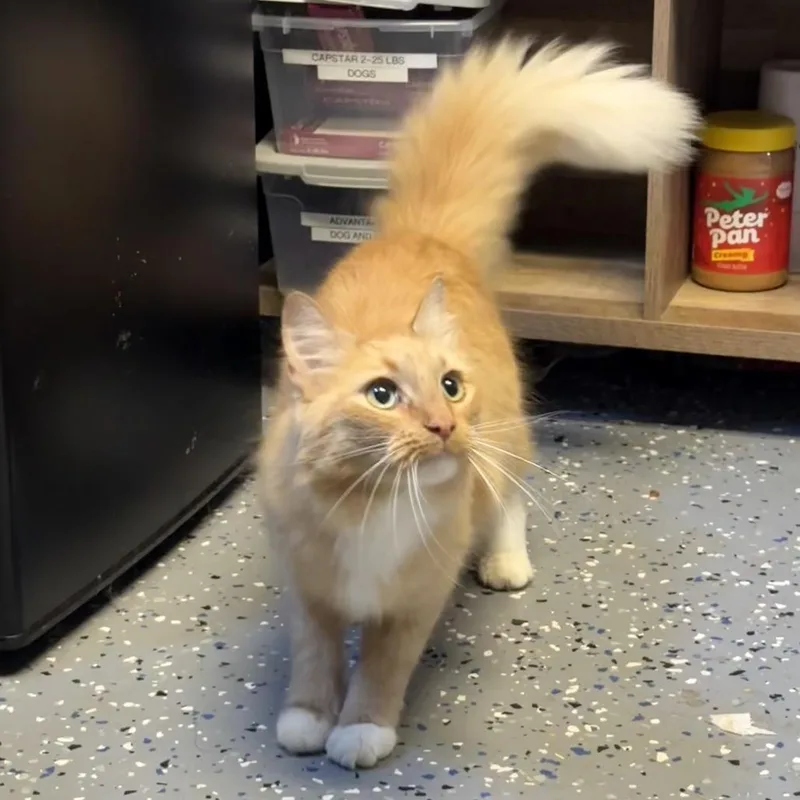An adult medium-sized female Orange / Red Domestic Medium Hair cat named TUSCStray for adoption in Tuscaloosa, AL