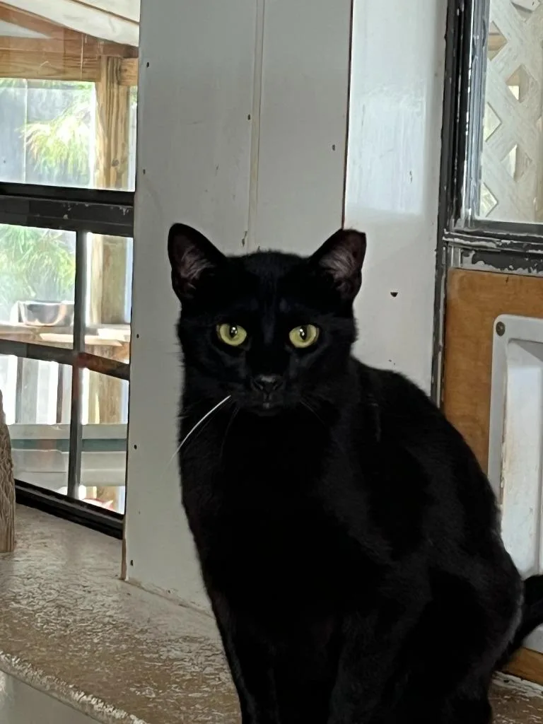 An adult small-sized female Domestic Short Hair cat named Sriracha for adoption in Berlin, MD