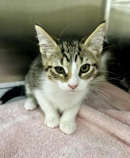 A baby small-sized male Domestic Short Hair cat named Rook for adoption in Westland, MI