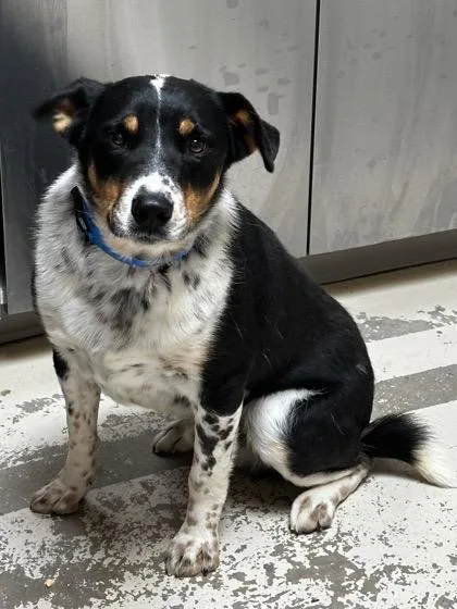An adult medium-sized male Border Collie dog named Maxwell for adoption in Fort Collins, CO