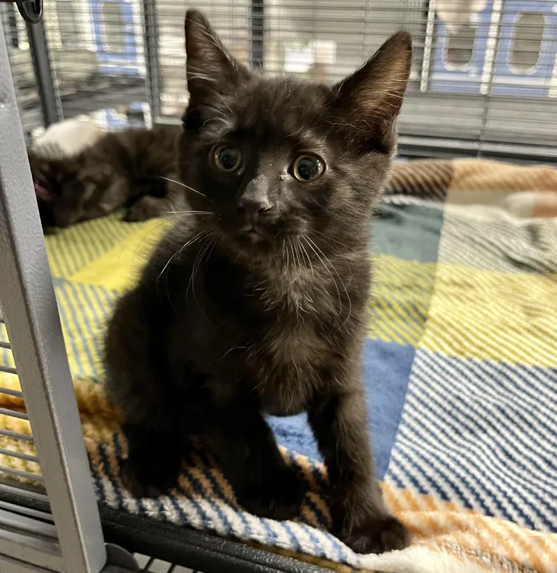 A baby medium-sized male Black Domestic Short Hair cat named Old MacDonald for adoption in Seville, OH