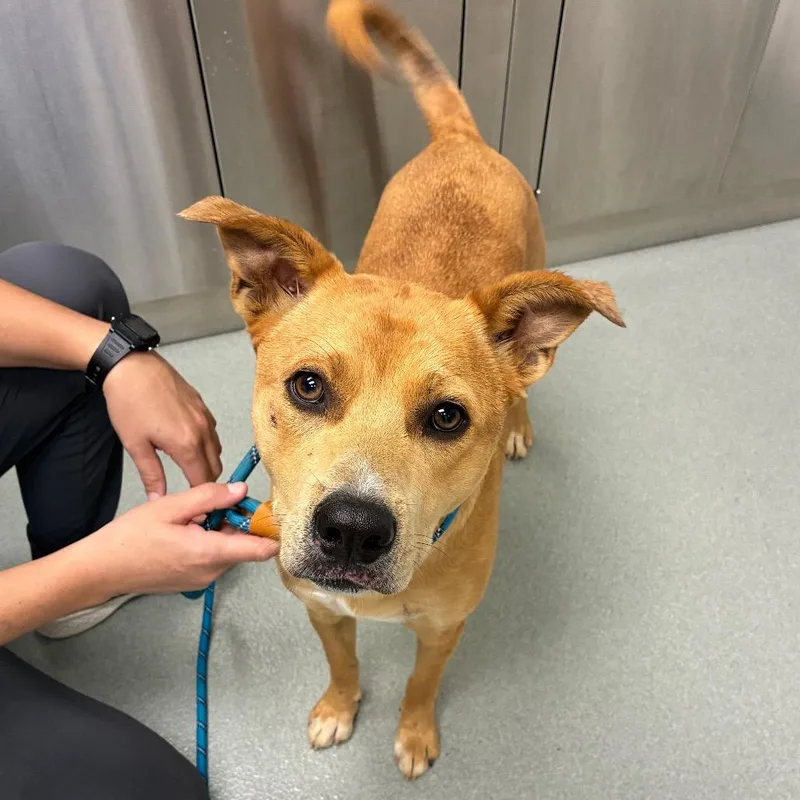 A young medium-sized male Yellow / Tan / Blond / Fawn Terrier dog named Callahan for adoption in Abilene, TX
