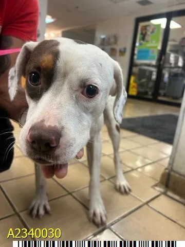 A young medium-sized male Mixed Breed dog named Scout for adoption in West Palm Beach, FL