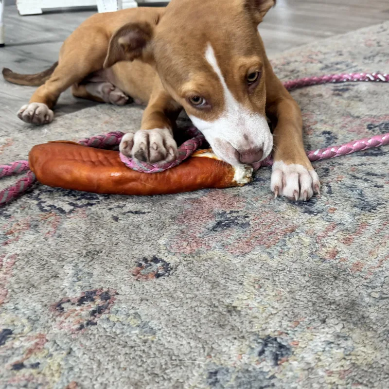 A young medium-sized female Red / Chestnut / Orange Terrier dog named Barbie for adoption in Calabash, NC