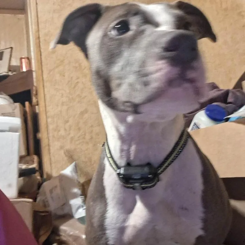 An adult medium-sized female Brown / Chocolate Mixed Breed dog named Zella for adoption in Asheville, NC