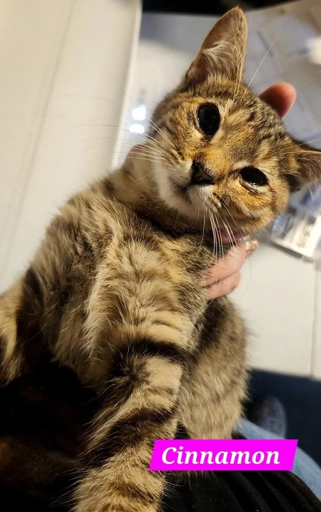 A baby small-sized female Gray / Blue / Silver Domestic Short Hair cat named Cinnamon for adoption in Elyria, OH