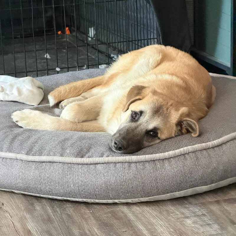 A baby medium-sized female Yellow / Tan / Blond / Fawn Anatolian Shepherd dog named Donna for adoption in Brooklyn, NY