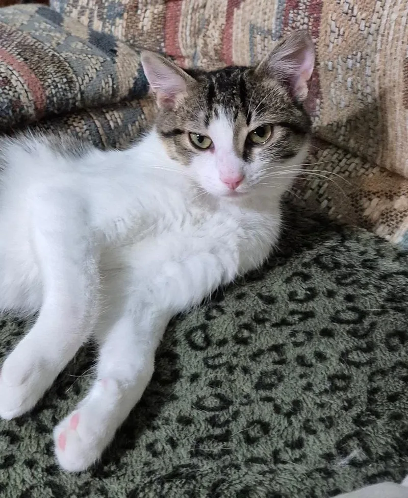 A baby medium-sized male Domestic Short Hair cat named Carl for adoption in South Bend, IN