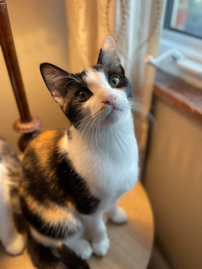 Cali Webster