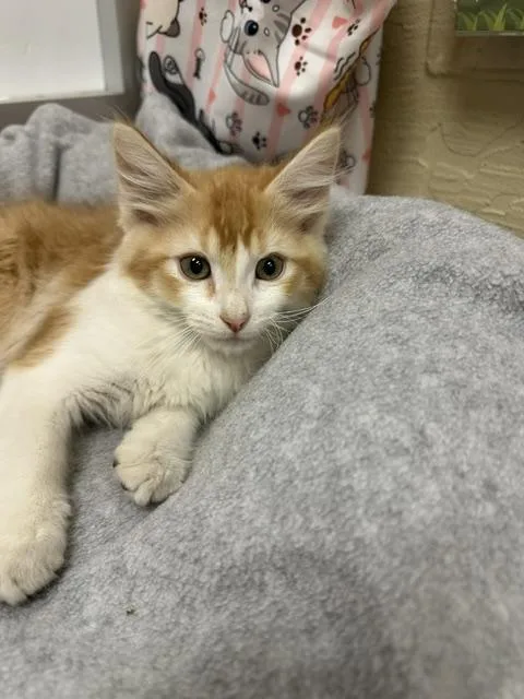 Poppy