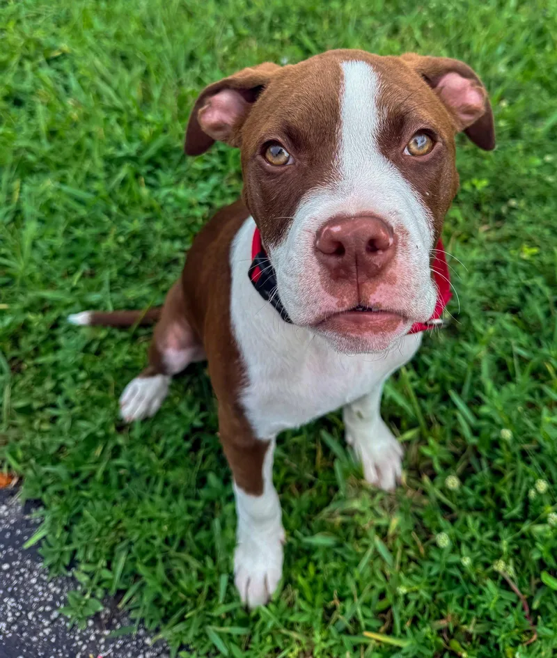 A baby medium-sized male Pit Bull Terrier dog named Arnold for adoption in Lighthouse Point, FL