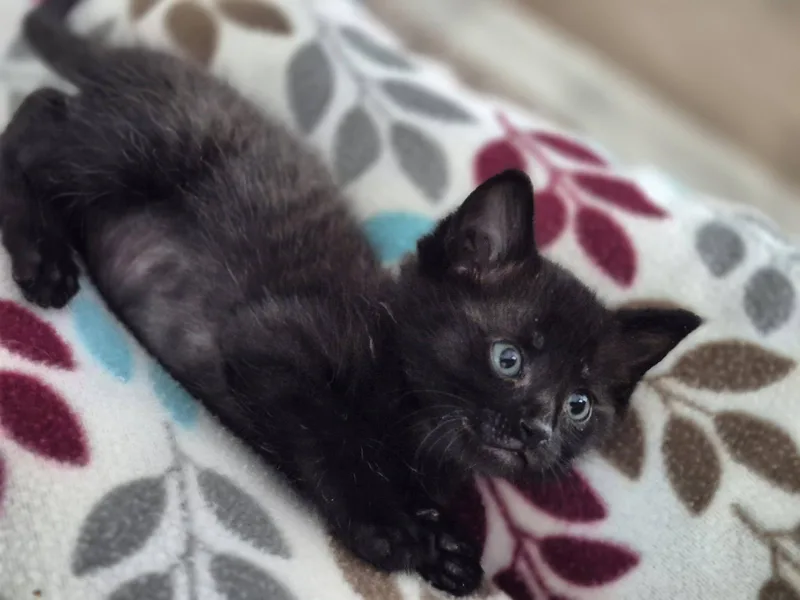 A baby medium-sized male Domestic Short Hair cat named Blaze for adoption in Decorah, IA