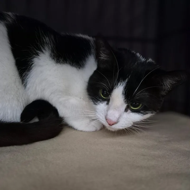 An adult medium-sized male White Domestic Short Hair cat named Ansel for adoption in Bismarck, ND