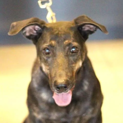 An adult medium-sized female Shepherd dog named Minnow for adoption in Fredericksburg, VA