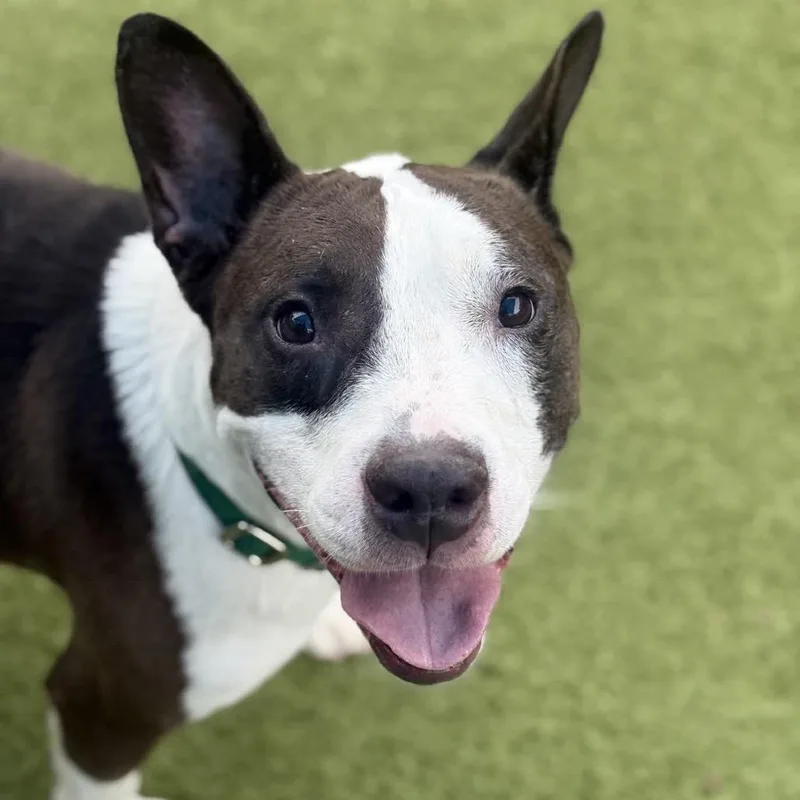 An adult large-sized female Black Mixed Breed dog named Star for adoption in Greensboro, NC