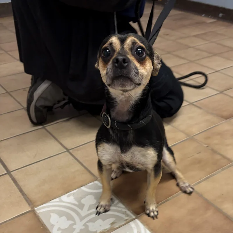 An adult small-sized male Black Chihuahua dog named James for adoption in Edison, NJ