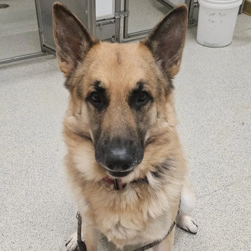 An adult large-sized male German Shepherd Dog dog named Bubba for adoption in Ballston Spa, NY