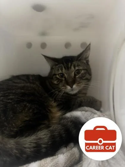 An adult small-sized male Domestic Short Hair cat named Mr. Bean for adoption in Roseville, CA