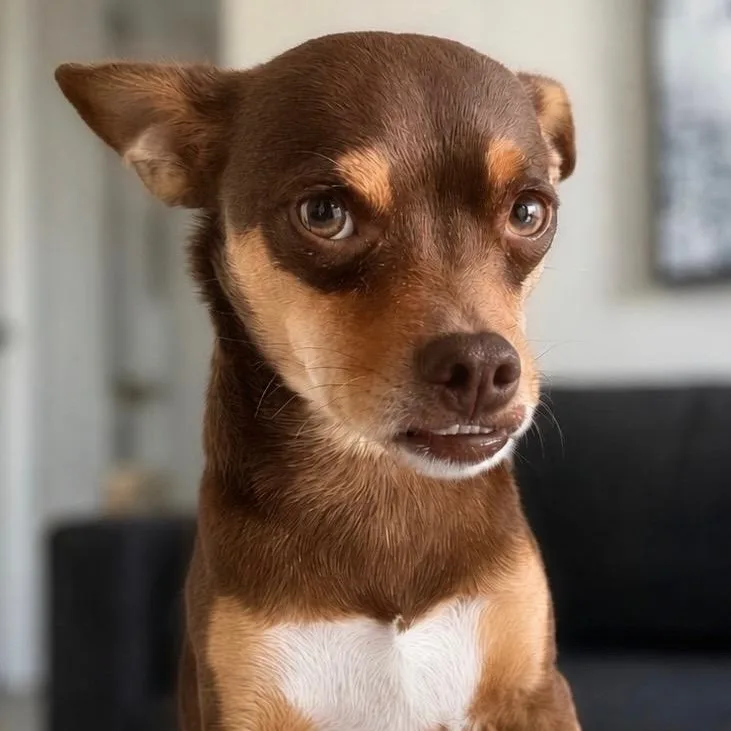 Mr. Cuddly Pinto Bean thumbnail 6