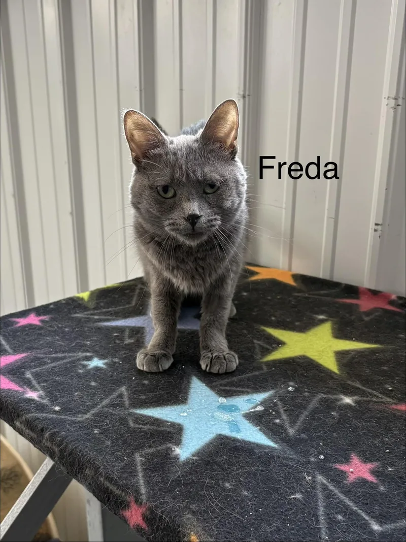 Freda