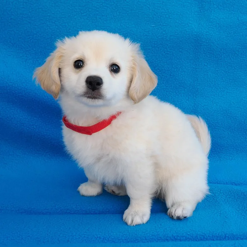 A baby small-sized male Yellow / Tan / Blond / Fawn Pomeranian dog named Pierce for adoption in Point Richmond, CA