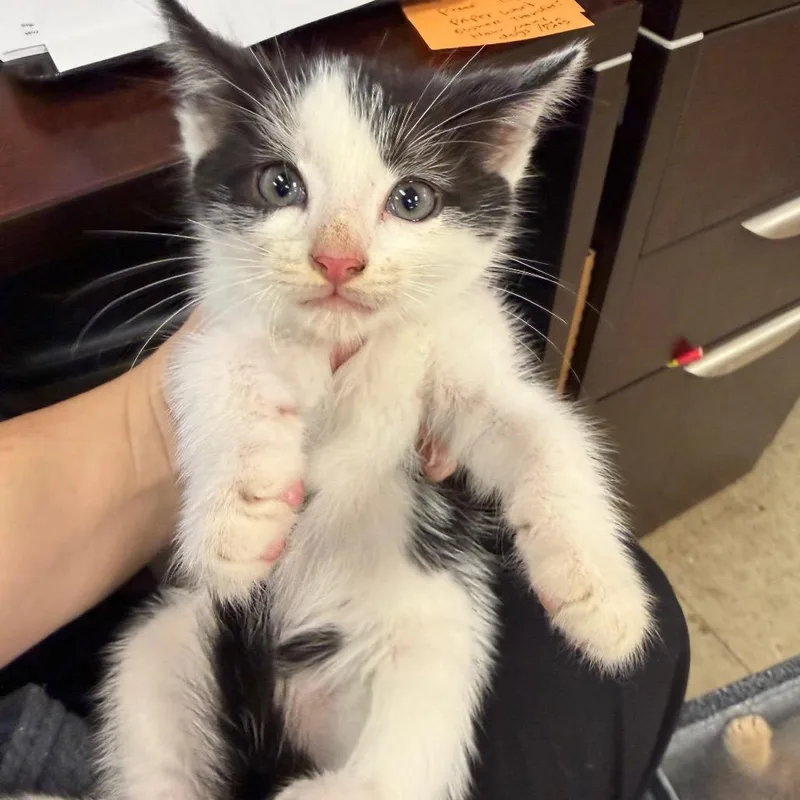 A baby small-sized male Black Domestic Short Hair cat named Rascal for adoption in Birmingham, AL