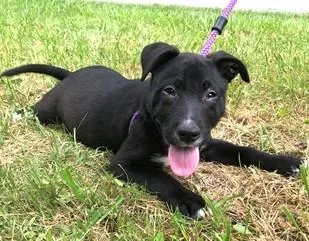 A baby medium-sized male Mixed Breed dog named Manchego for adoption in Madison, NJ