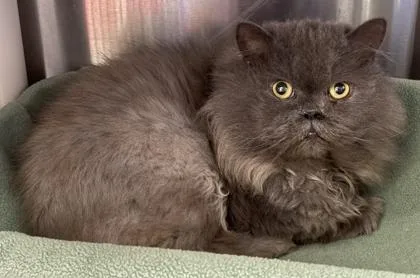 An adult medium-sized male Persian cat named Smokey for adoption in Venice, FL