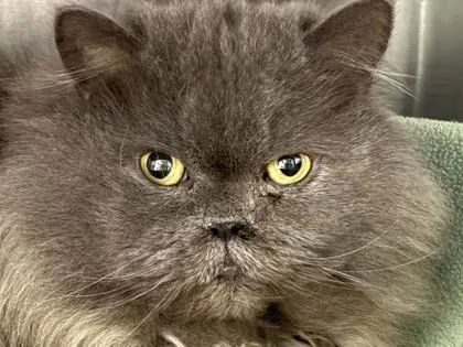 Smokey thumbnail 2