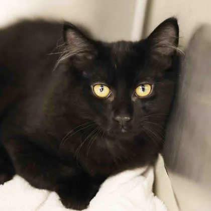 A baby small-sized male Black Domestic Long Hair cat named Nightwing for adoption in Atlanta, GA