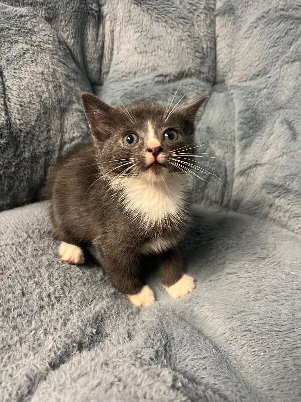 A young medium-sized male Gray / Blue / Silver Domestic Short Hair cat named One Way for adoption in North Babylon, NY